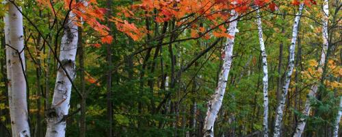 Birch-Trees