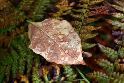 Leaf-Close-up