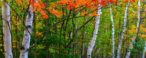 Birch-Trees